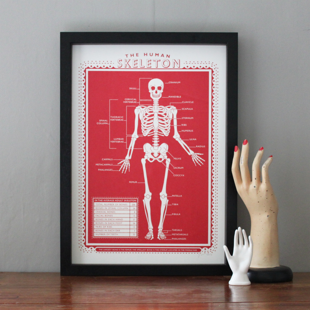 SKELETONframed