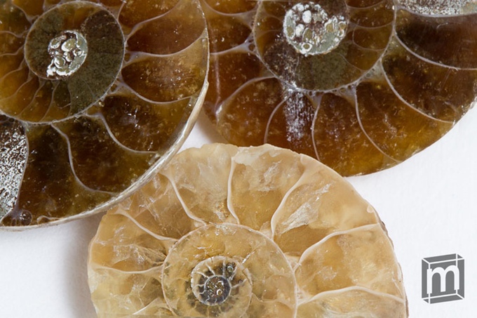 Ammonite